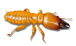 termite